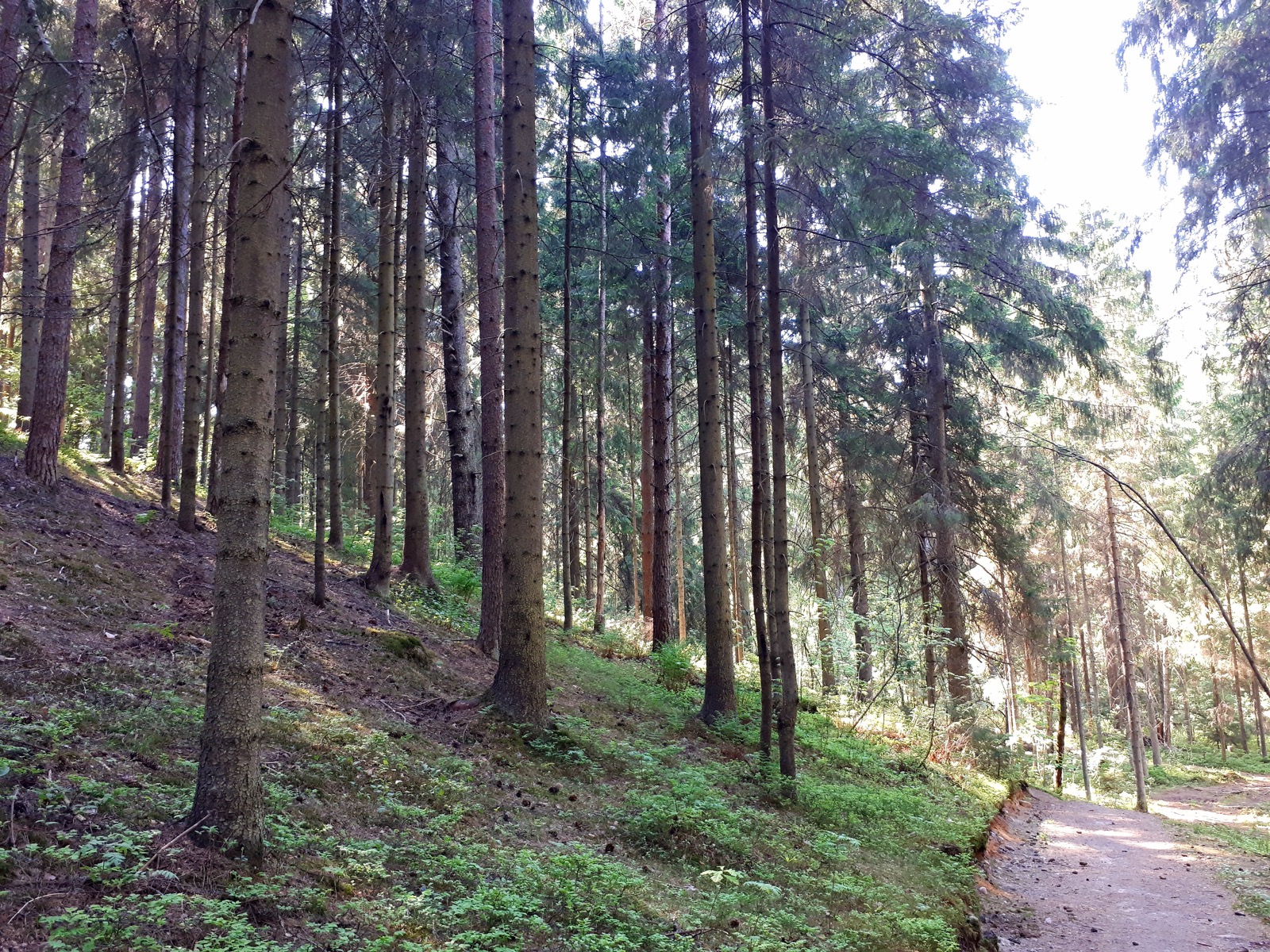 Токсово - лесная панорама