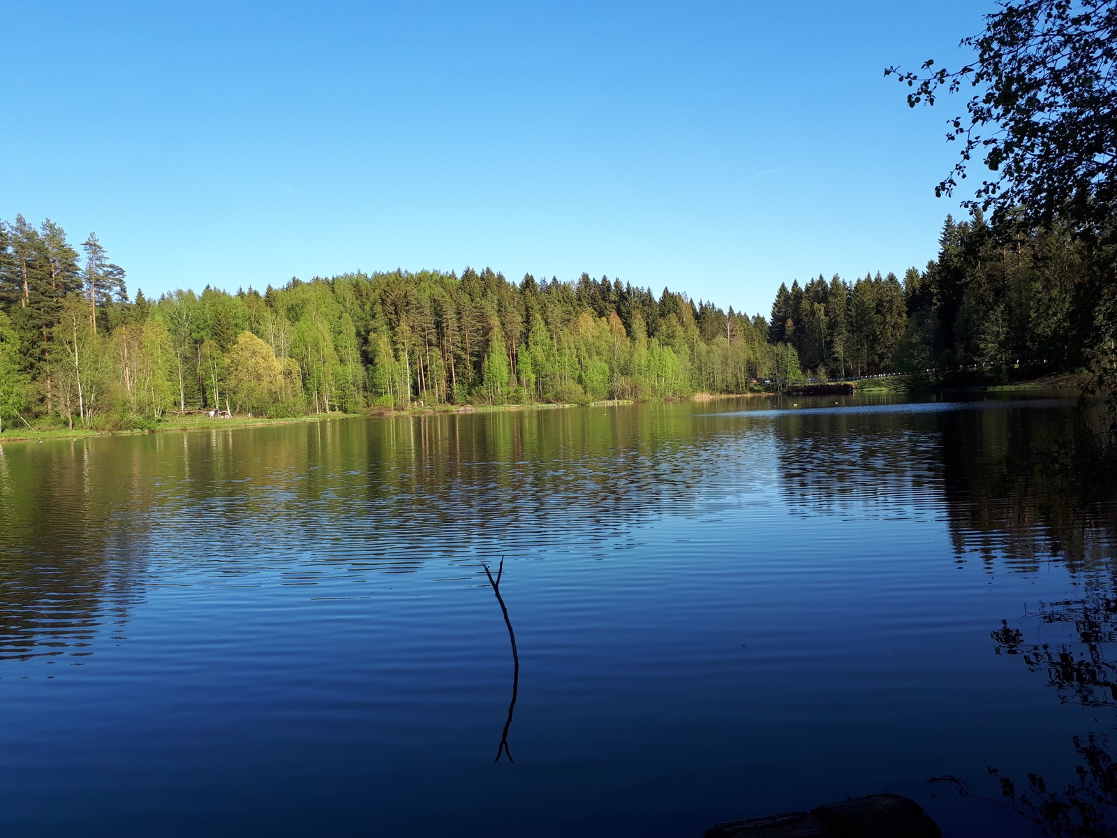 Токсово - лесная часть маршрута